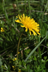 Taraxacum confusum