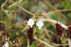 Veronica decora
