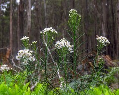 Olearia glandulosa