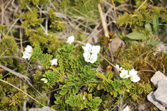 Veronica macrantha macrantha