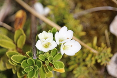 Veronica macrantha macrantha