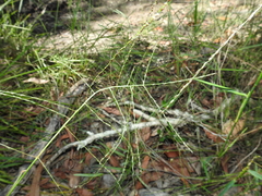 Digitaria breviglumis