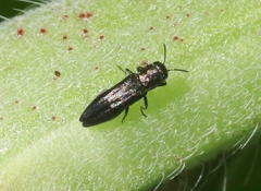 Agrilus parvus