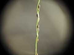 Digitaria breviglumis