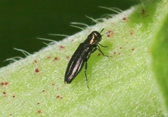 Agrilus parvus
