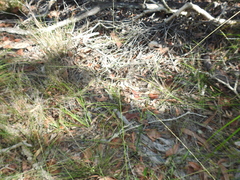 Digitaria breviglumis