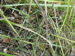 Digitaria breviglumis