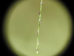 Digitaria breviglumis