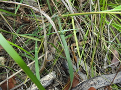 Digitaria breviglumis