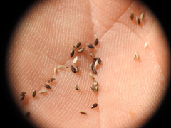 Digitaria breviglumis