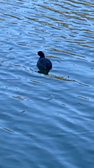 Fulica americana