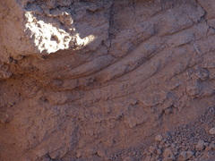Lasiorhinus latifrons