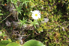 Celmisia walkeri