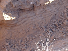 Lasiorhinus latifrons