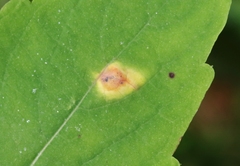 Puccinia recondita