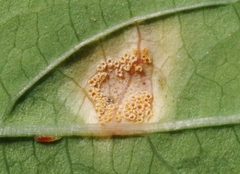 Puccinia recondita