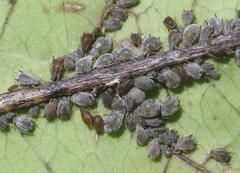 Aphis impatientis