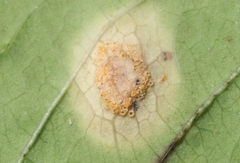 Puccinia recondita