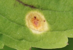 Puccinia recondita