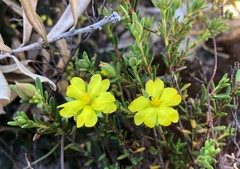 Hibbertia devitata