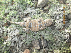 Phrynocephalus helioscopus