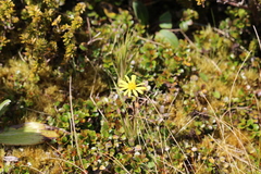Brachyglottis bellidioides