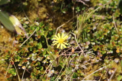 Brachyglottis bellidioides