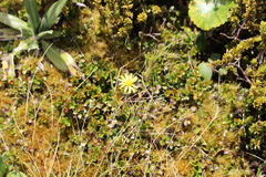 Brachyglottis bellidioides