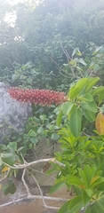 Schwartzia brasiliensis, photograph LPB, CC BY, iNaturalist via GBIF