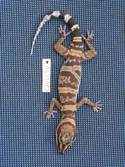 Oedura gracilis