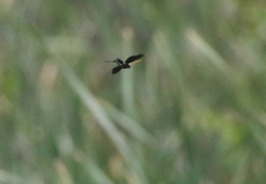 Gnamptopelta obsidianator