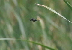 Gnamptopelta obsidianator