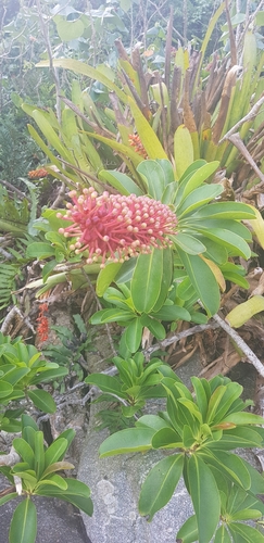 Image of Schwartzia brasiliensis by (c) LPB, some rights reserved (CC BY)