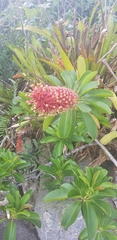 Schwartzia brasiliensis, photograph LPB, CC BY, iNaturalist via GBIF