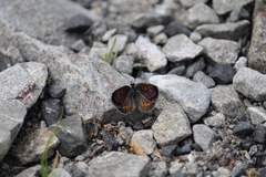 Lycaena tama