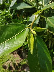 Ficus copiosa