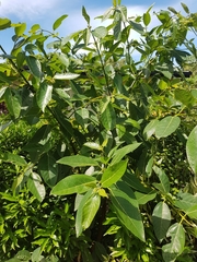 Ficus copiosa