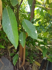 Ficus copiosa
