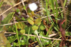 Epilobium chlorifolium