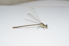 Ischnura heterosticta