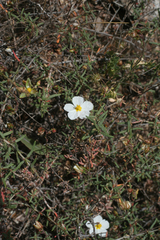 Helianthemum