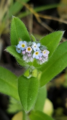 Myosotis