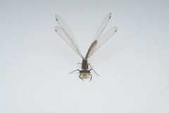 Ischnura heterosticta