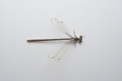 Ischnura heterosticta