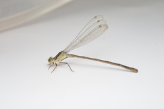 Ischnura heterosticta