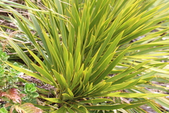 Aciphylla horrida