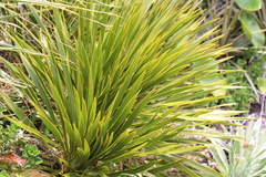 Aciphylla horrida