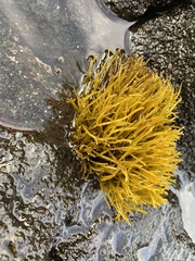 Ahnfeltiopsis concinna