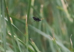 Gnamptopelta obsidianator