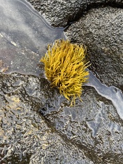 Ahnfeltiopsis concinna